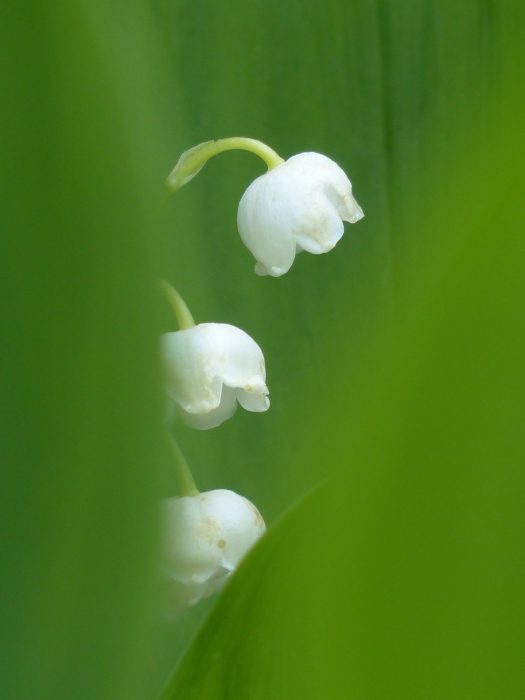 Covid et vente de muguet : ce qu’il faut savoir !