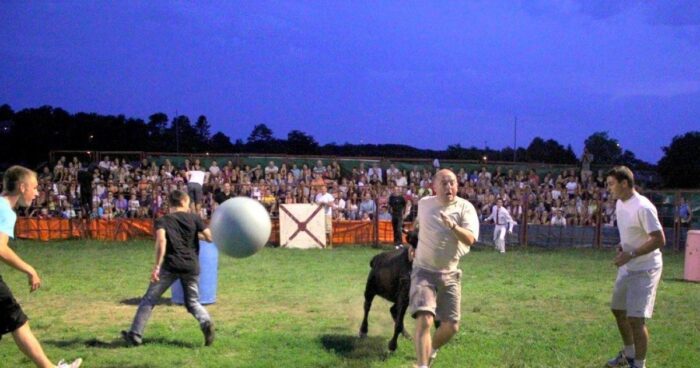 [Un été à Ondres] Les « courses de vaches landaises », à l’ancienne !
