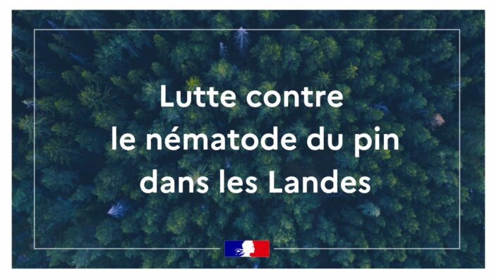 #Environnement | Lutte contre le nématode du pin dans les Landes
