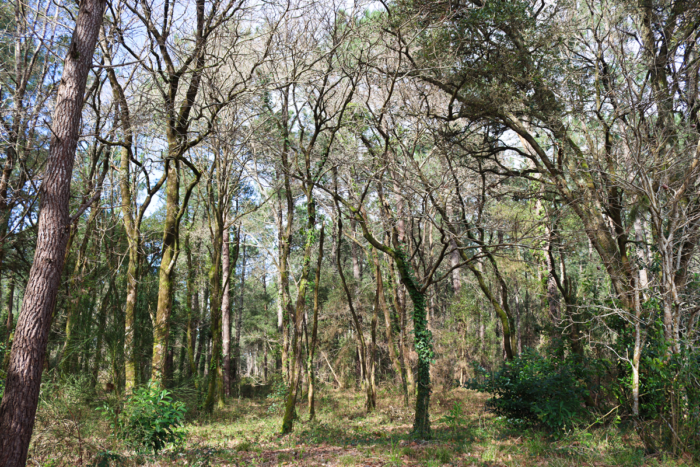 #Sécurité | Accès interdit au massif forestier des Landes de Gascogne