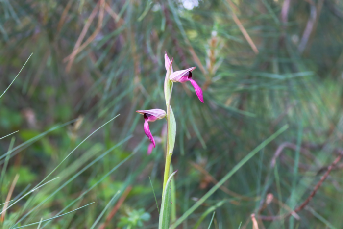 #Environnement | Orchidées sauvages : la biodiversité urbaine en floraison