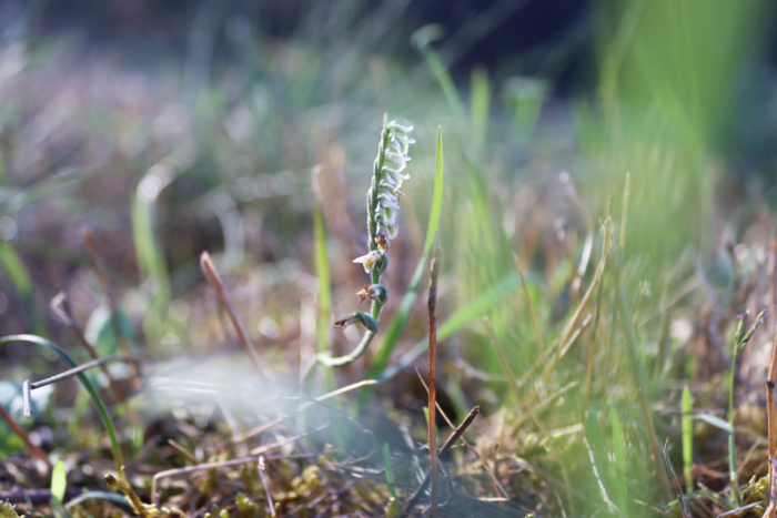 #Environnement | La Spiranthe d’automne, une orchidée sauvage discrète